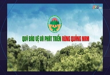 Chuyên mục Quỹ bảo vệ và phát triển rừng Quảng Nam(23-9-2020)