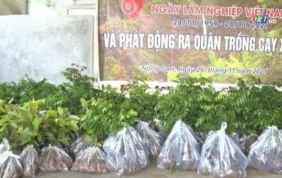 Nông Sơn: ra quân trồng 5.000 cây xanh trên đường Trường Sơn Đông