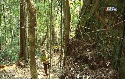Quảng Nam nỗ lực giữ rừng